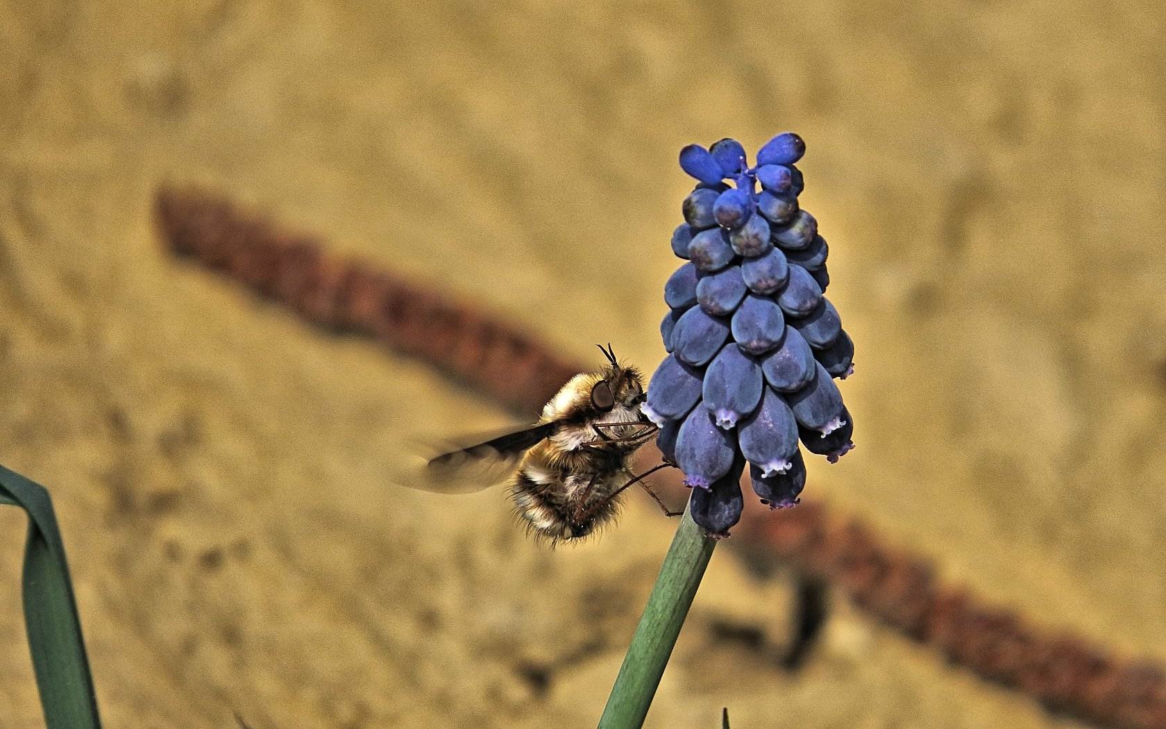 Ancora Bombylius (questo ho)